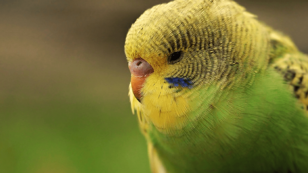 Caring For A Budgie
