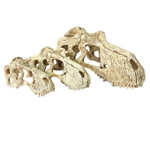 Komodo T-Rex Skull