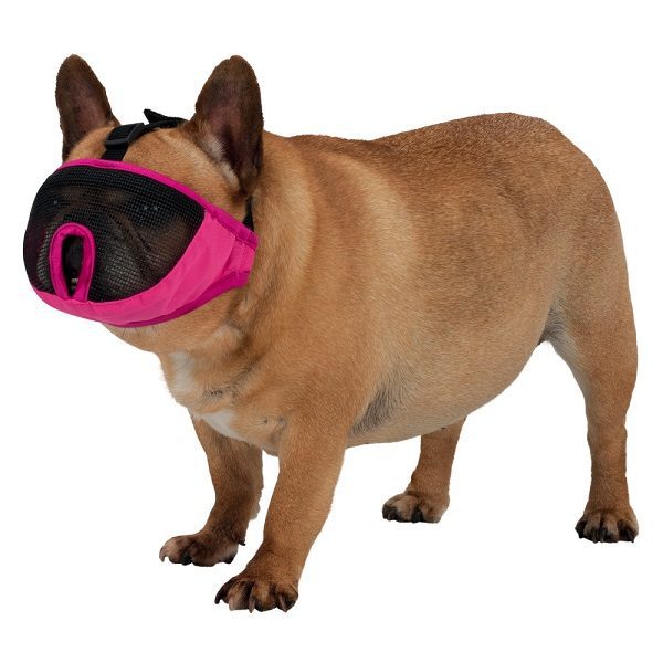 pink muzzle on dog