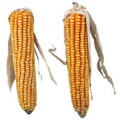 Trixie Maize Cobs 2pcs