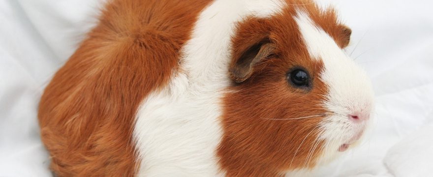 Guinea Pig Care Sheet - How to care for your guinea pig - HugglePets