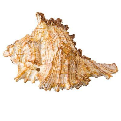 Trixie Assorted Snail Shell Conches
