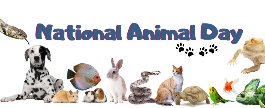 Every day is a National Animal Day! - Huggle Pets News - HugglePets