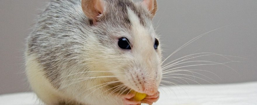 Mouse Care Sheet