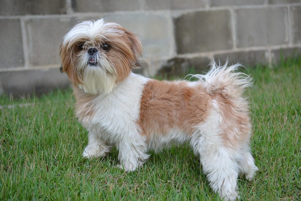 A Shih Tzu