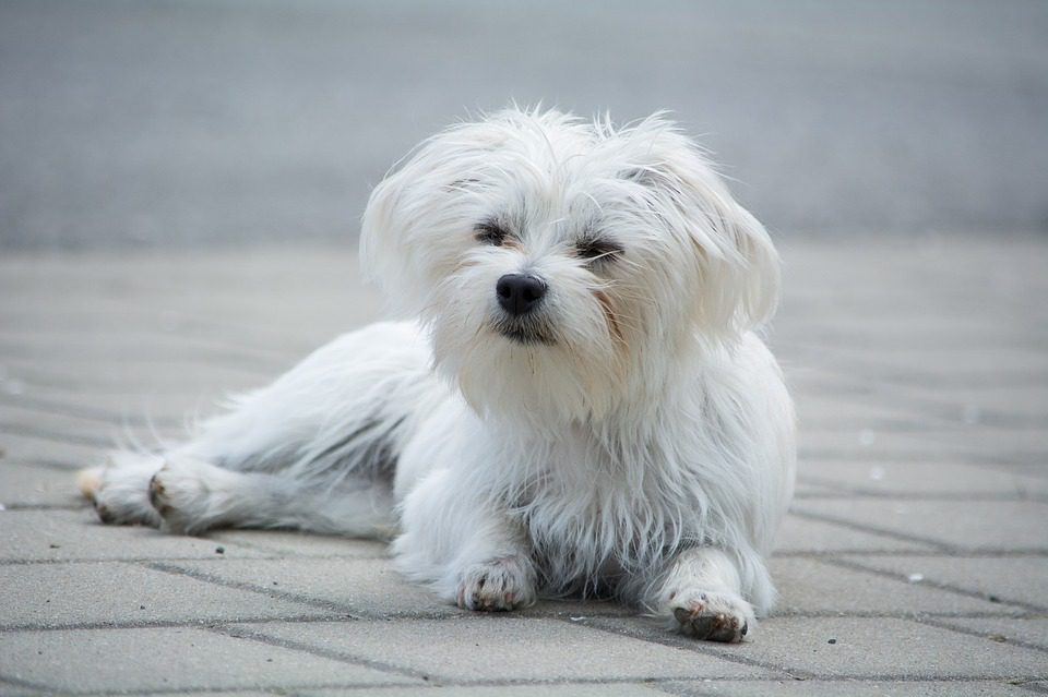 A Maltese Terrier