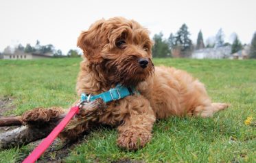 A Labradoodle