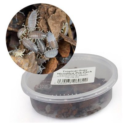 Tropical Grey Woodlice Pre-Pack