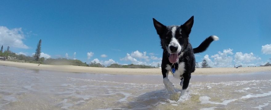 Dog playing on the beach in summer