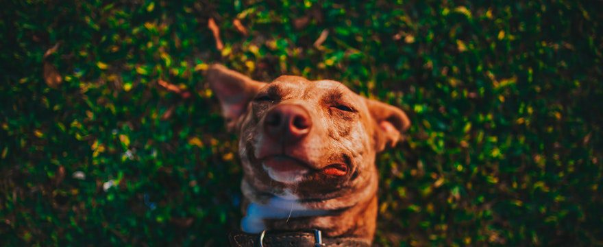 Fleas ticks and worms