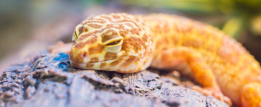 reptile sickness symptoms