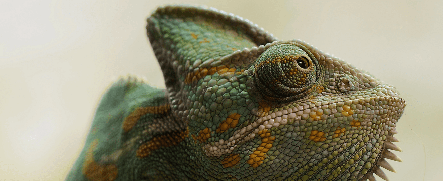 Chameleon Routine