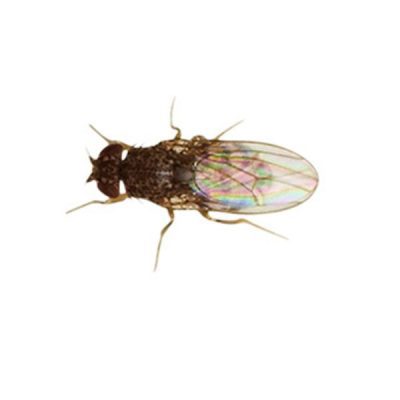 Flightless Fruitfly Flies ONLY