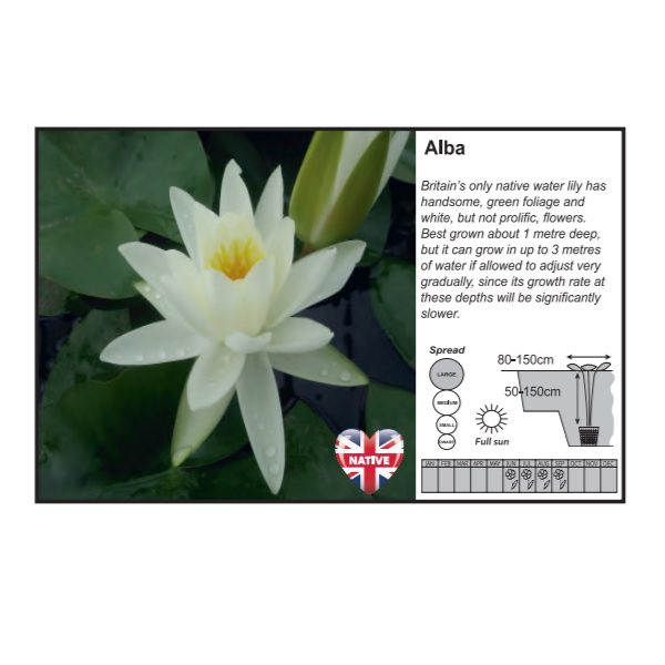 Alba Water Lily (3 Litres)