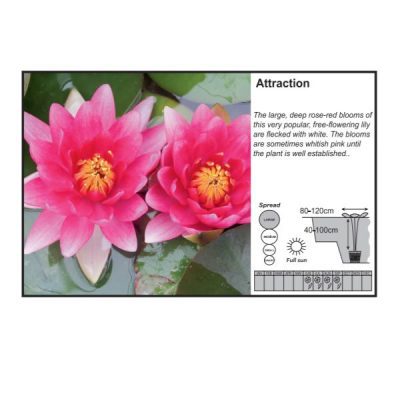 Attraction Water Lily (3 Litres)