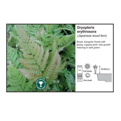 Dryopteris Erythrosora 9cm