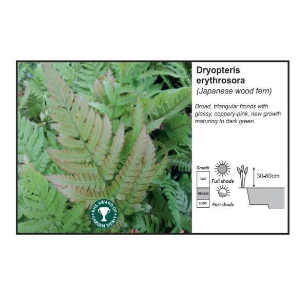 Dryopteris Erythrosora 9cm