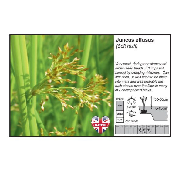 Juncus Effusus 9cm