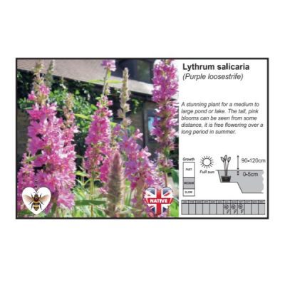 Lythrum Salicaria 9cm
