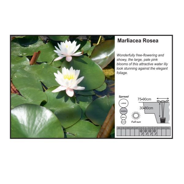 Marliacea Rosea Water Lily (3 Litres)
