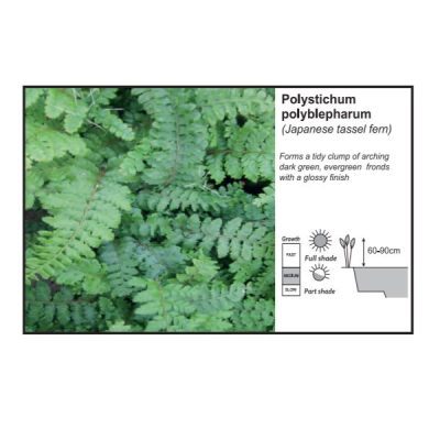 Polystichum Polyblepharum 9cm