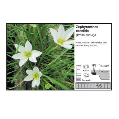 Zephyranthes Candida (1 Litre)