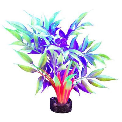 Marina iGlo Staurogyne Tri-Colour Plant 32cm