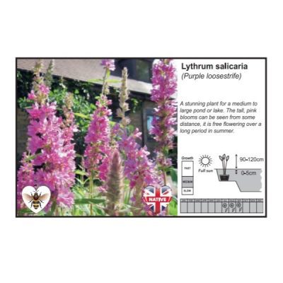 Lythrum Salicaria (1 Litre)