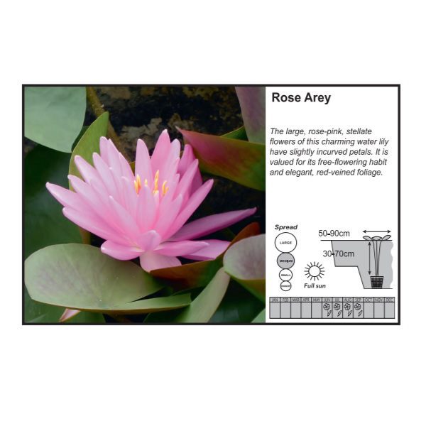 Rose Arey Lily (3 Litres)