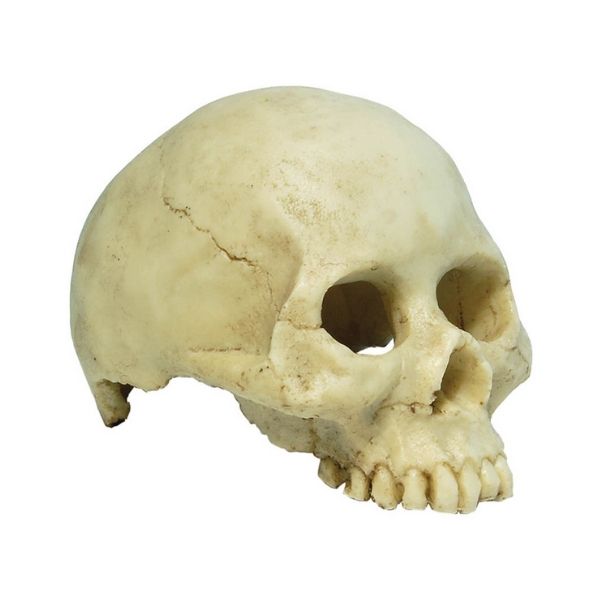 RepStyle Skull Human