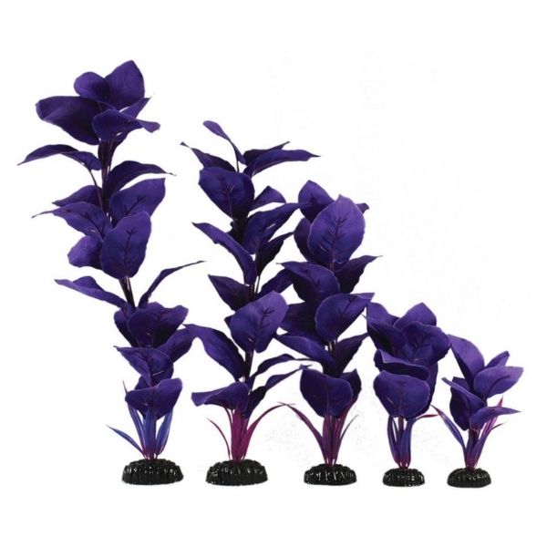 Hugo Kamishi Corymbosa Purple Silk Plant