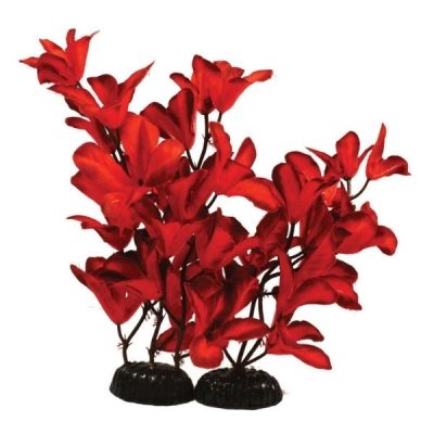 Hugo Kamishi Glandulosa Red Silk Plant