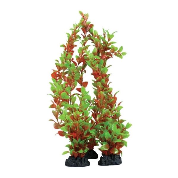 Hugo Kamishi Red & Green Ludwigia Plant