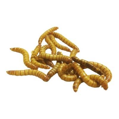 Meal Worm Pre-Pack - Livefood