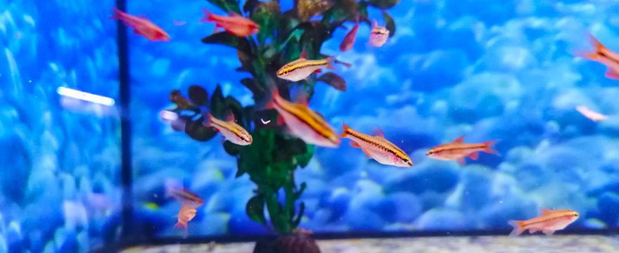 Cherry-Barb