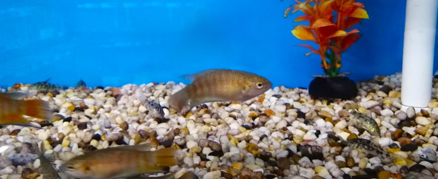 Paradise-Fish