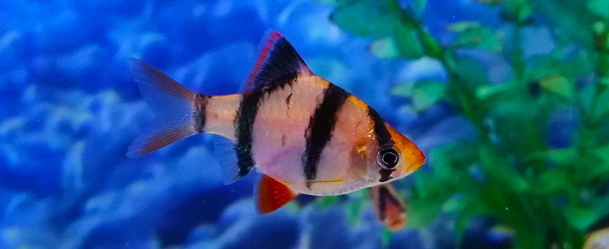 Tiger Barb