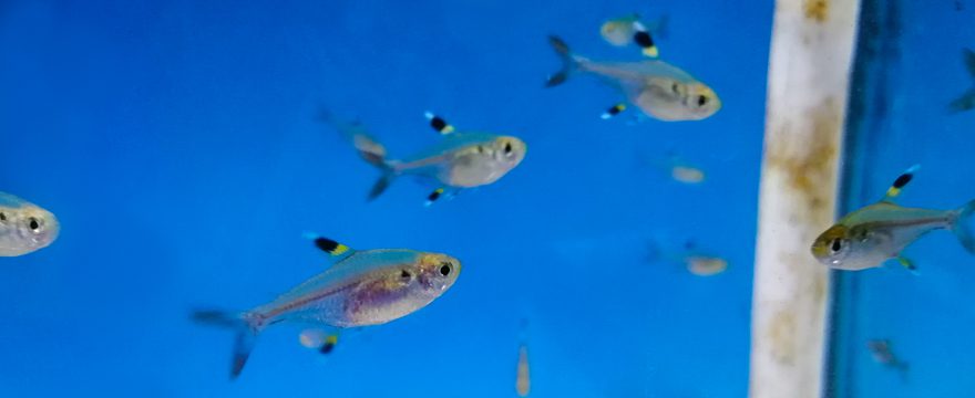 X-Ray Tetra