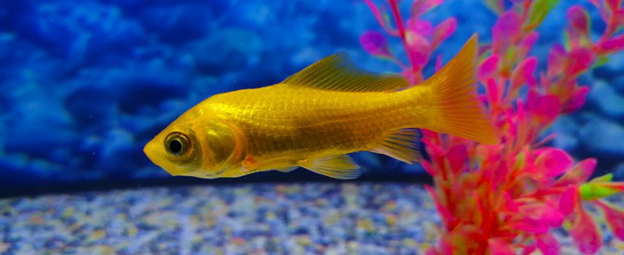 Yellow Comet Goldfish