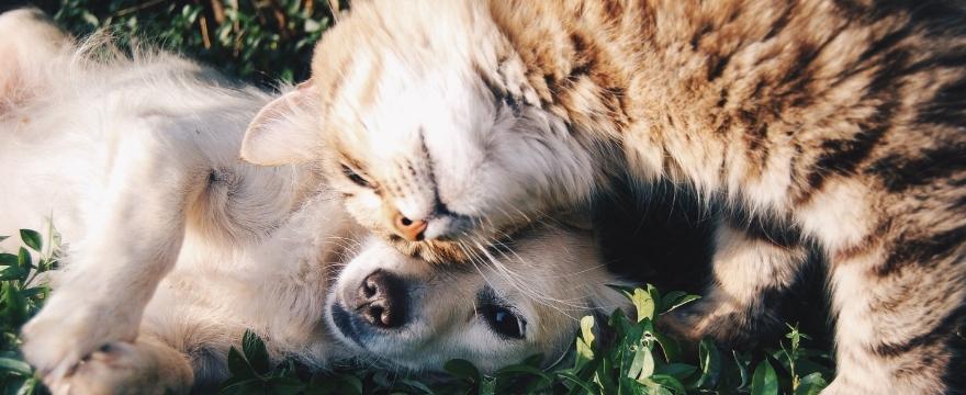 Should I Spay or Neuter My Pet?