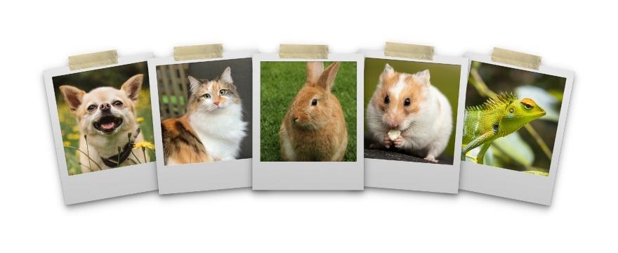 My PetsPet Profiles - What's It All About