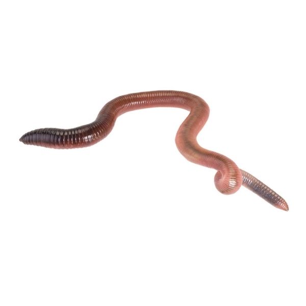Giant Lob Worms (Lumbricus)