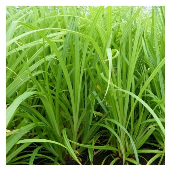 Carex Pendula - 1L