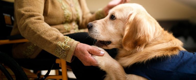 The History & Benefits of Animal Therapy