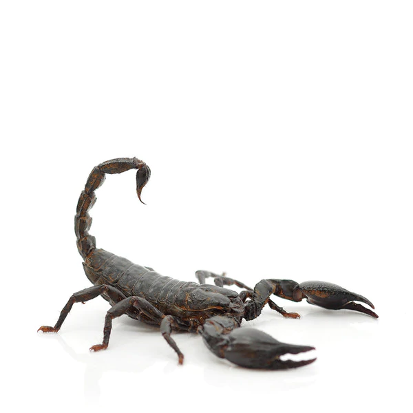 Asian Forest Scorpion Care Sheet