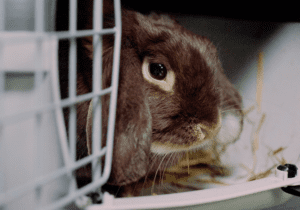 a rabbit in a carrier