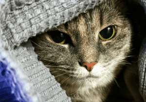 A cat hiding in a blanket