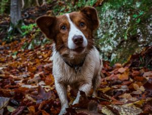 a dog in the woods