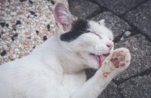 a cat licking its paw