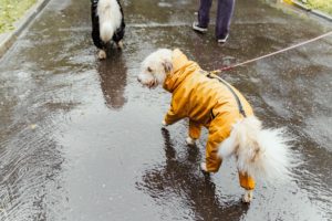 a dog walking in the rain